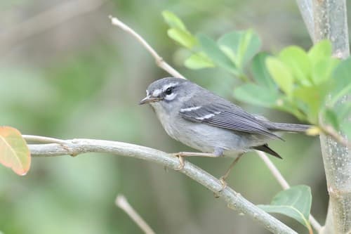 Plumbeous Warbler