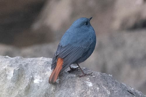 Plumbeous Water Redstart