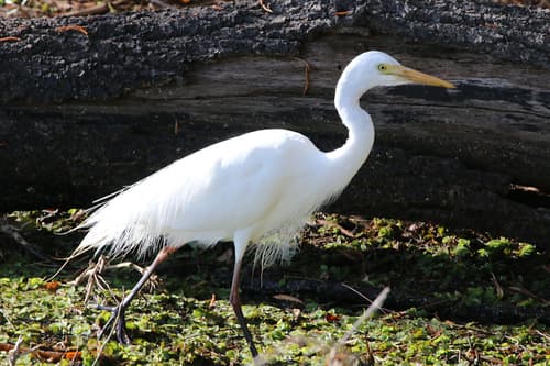 Plumed Egret