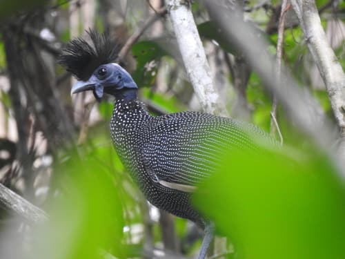 Plumed Guineafowl