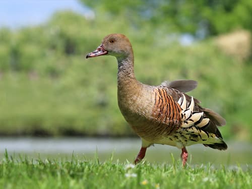 Plumed Whistling-Duck