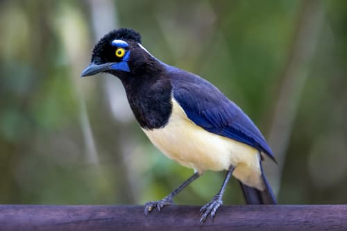 Plush-crested Jay