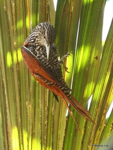 Point-tailed Palmcreeper