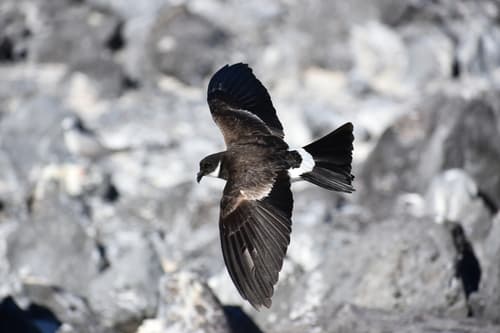 Polynesian Storm-Petrel