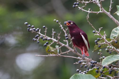 Pompadour Cotinga