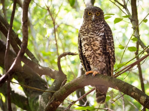 Powerful Owl
