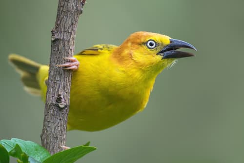 Príncipe Golden-Weaver