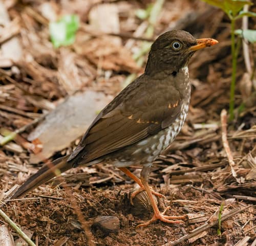 Príncipe Thrush