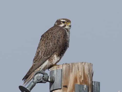 Prairie Falcon