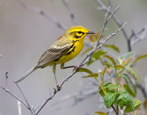 Prairie Warbler