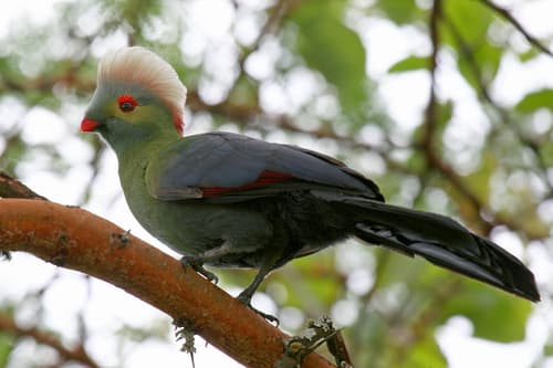 Prince Ruspoli's Turaco