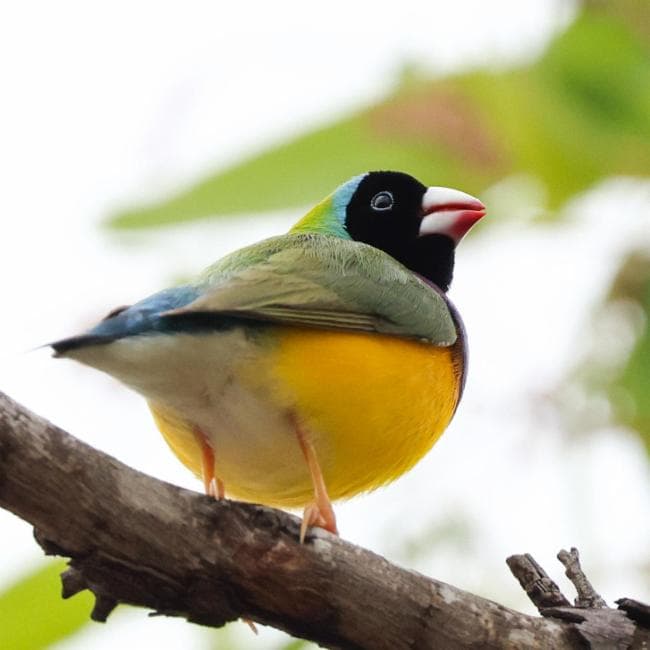 Gouldian Finch