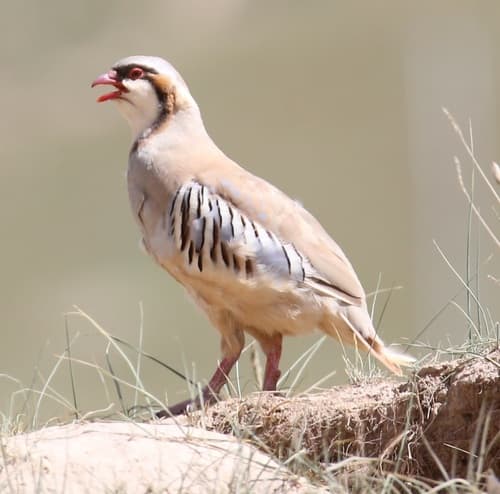 Przevalski's Partridge