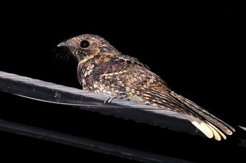 Puerto Rican Nightjar