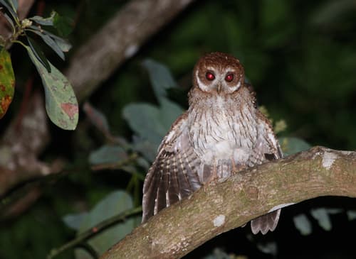Puerto Rican Owl