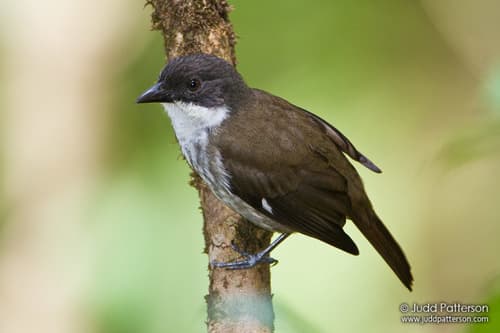 Puerto Rican Tanager