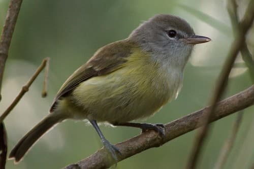 Puerto Rican Vireo