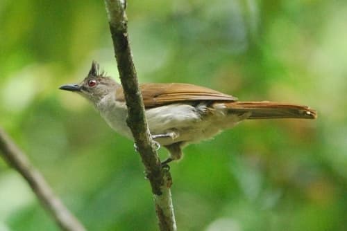 Puff-backed Bulbul