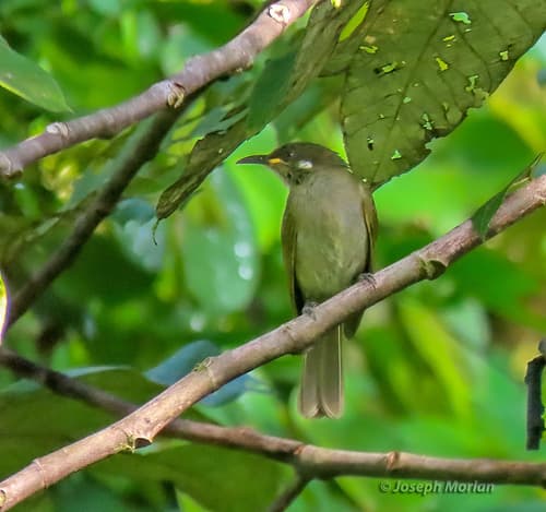 Puff-backed Honeyeater