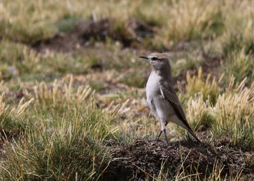 Puna Ground-Tyrant