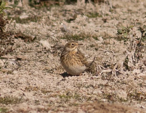 Puna Pipit