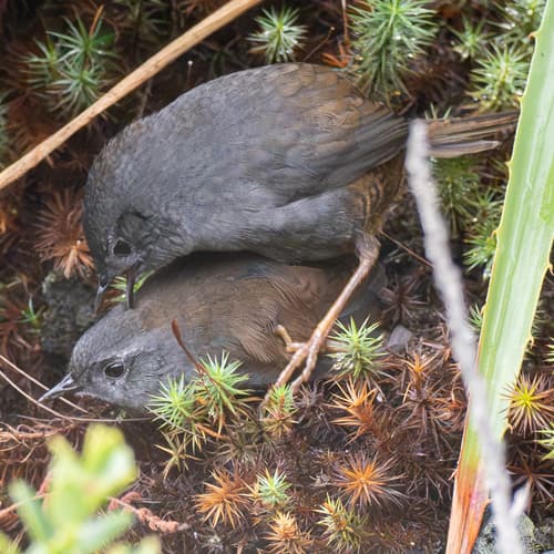 Puna Tapaculo