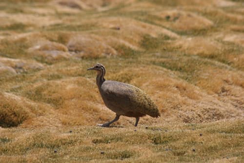 Puna Tinamou