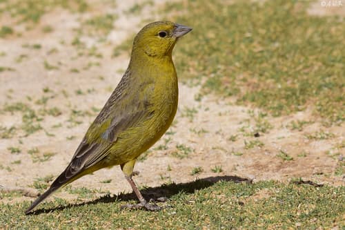 Puna Yellow-Finch