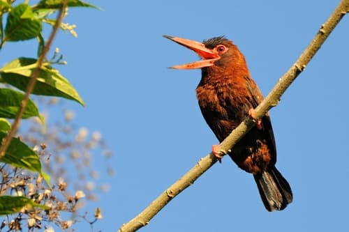 Purús Jacamar