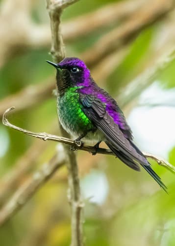 Purple-backed Thornbill