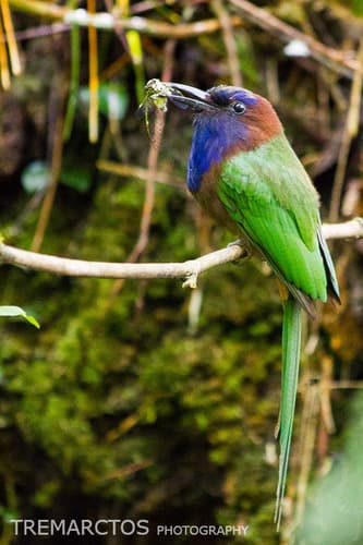 Purple-bearded Bee-eater