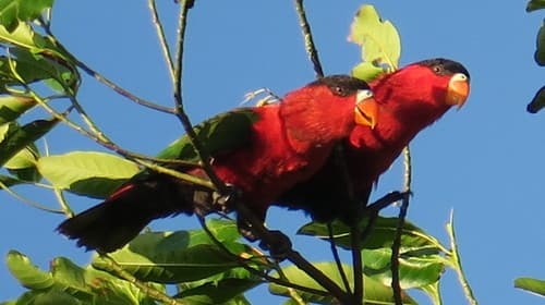 Purple-bellied Lory