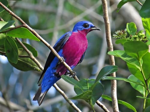 Purple-breasted Cotinga