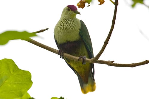 Purple-capped Fruit Dove