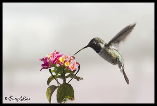 Purple-collared Woodstar