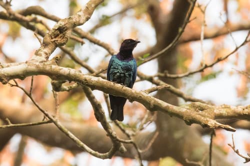 Purple-headed Starling