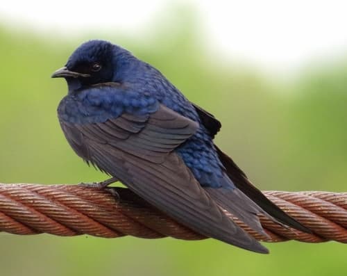 Purple Martin