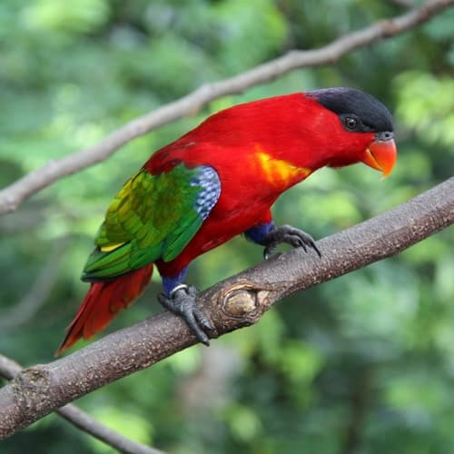 Purple-naped Lory