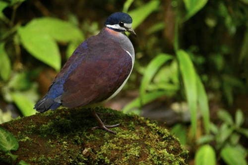 Purple Quail-Dove