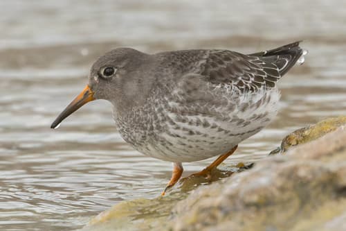 Purple Sandpiper