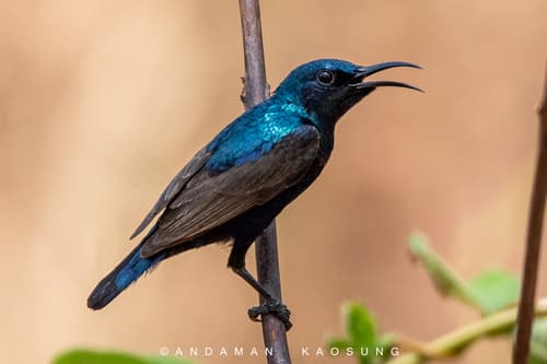 Purple Sunbird