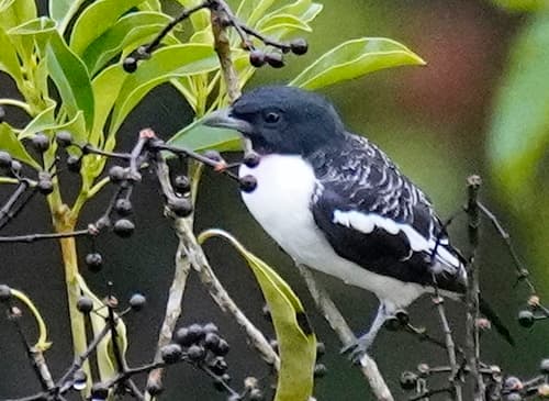 Purple-throated Cotinga