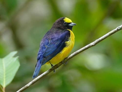 Purple-throated Euphonia