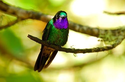 Purple-throated Sunangel