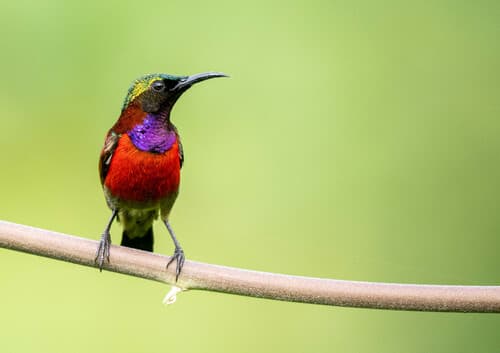Purple-throated Sunbird