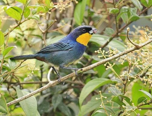 Purplish-mantled Tanager