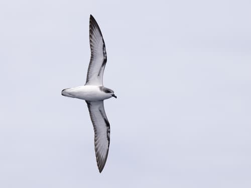 Pycroft's Petrel