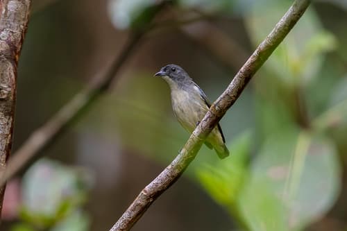 Pygmy Flowerpecker