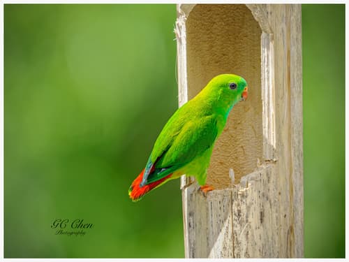 Pygmy Hanging-Parrot