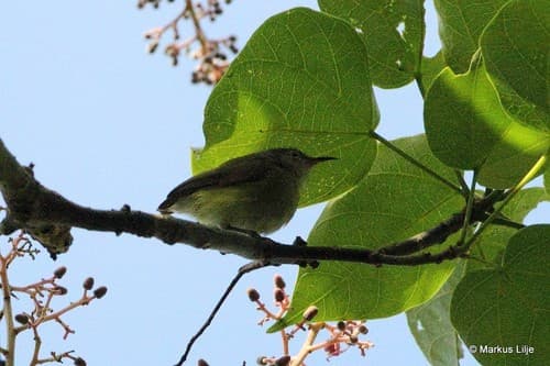 Pygmy Longbill